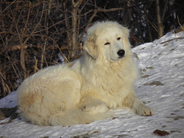 Perro de Montana del Pirineo