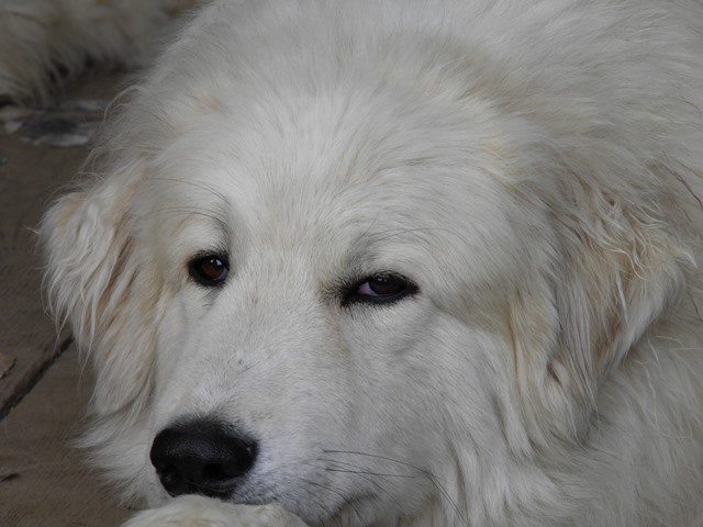 Perro de Montana del Pirineo