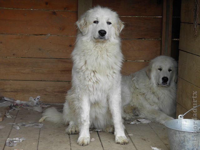 Perro de Montana del Pirineo