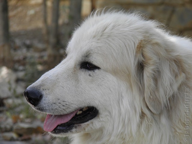 Perro de Montana del Pirineo