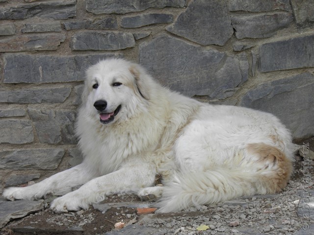 Perro de Montana del Pirineo