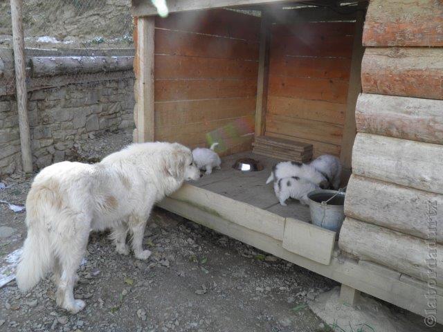 Perro de Montana del Pirineo