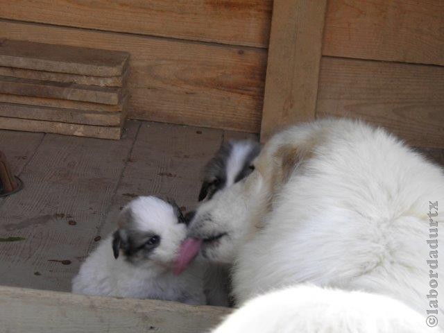 Perro de Montana del Pirineo