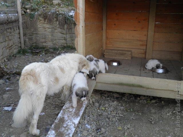 Perro de Montana del Pirineo