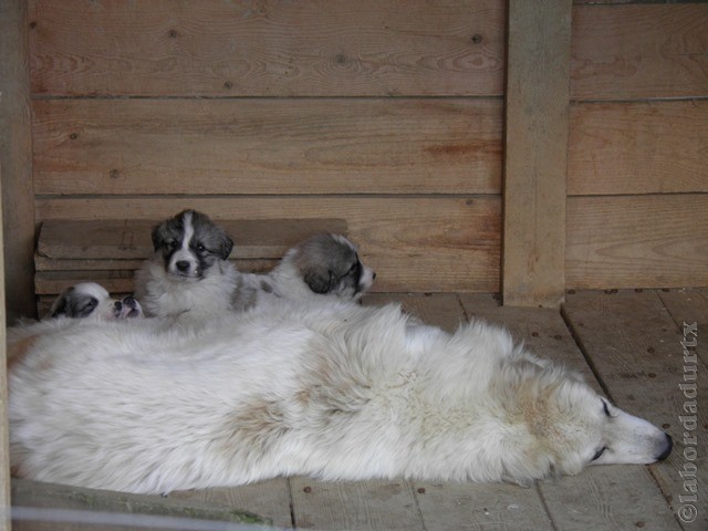 Perro de Montana del Pirineo