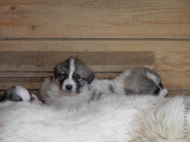 Perro de Montana del Pirineo