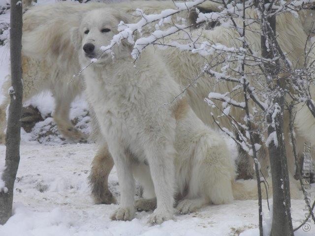 Perro de Montana del Pirineo