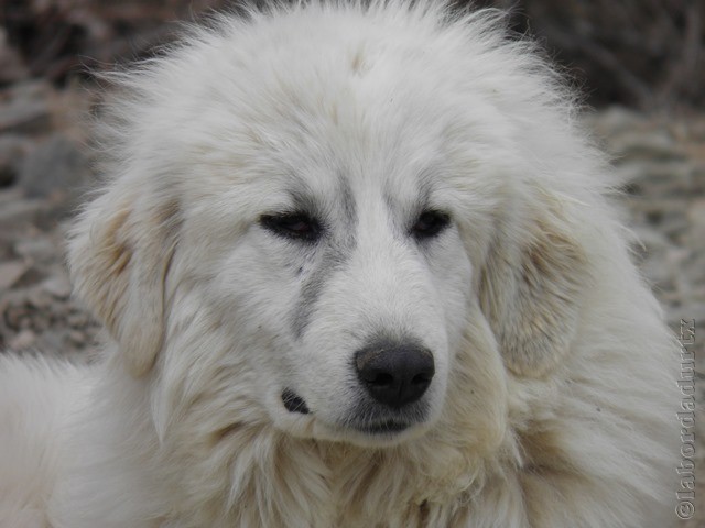 Perro de Montana del Pirineo