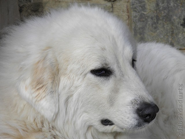 Perro de Montana del Pirineo