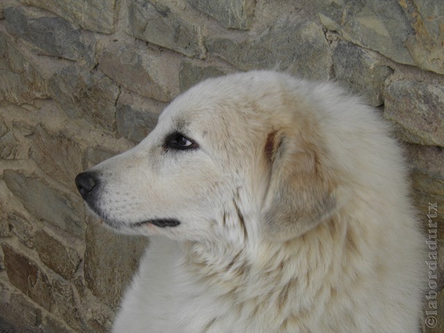 Perro de Montana del Pirineo