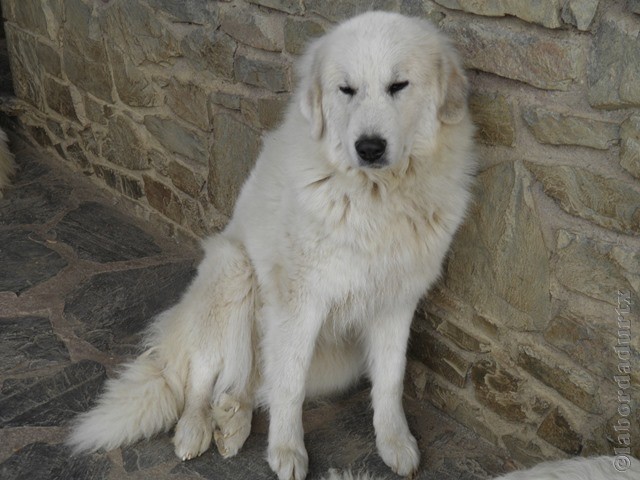 Perro de Montana del Pirineo