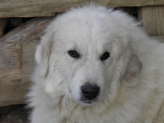 Perro de Montana del Pirineo