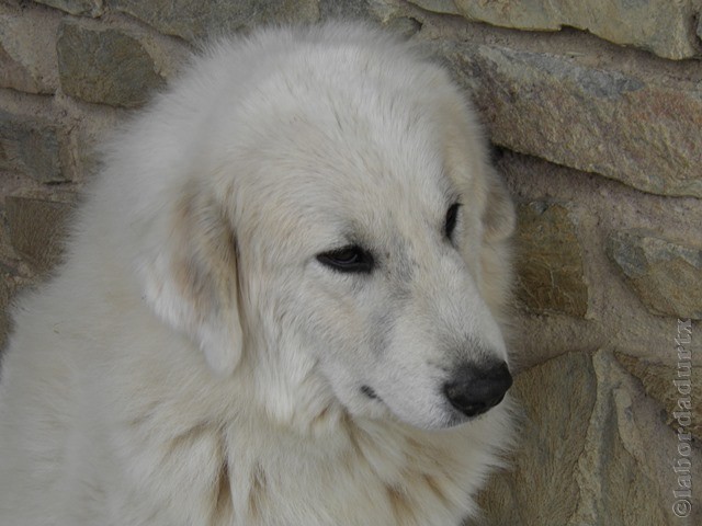 Perro de Montana del Pirineo