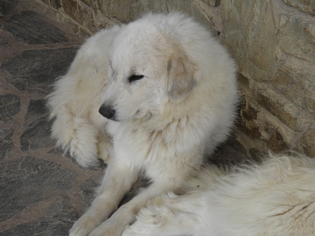 Perro de Montana del Pirineo