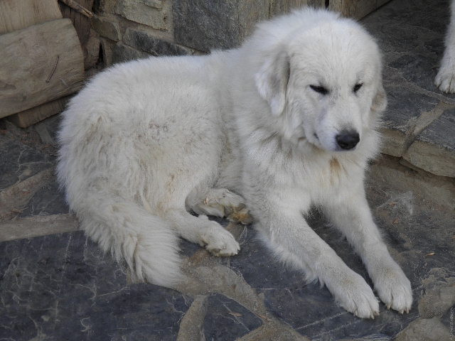 Perro de Montana del Pirineo