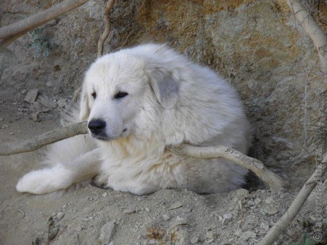 Perro de Montana del Pirineo