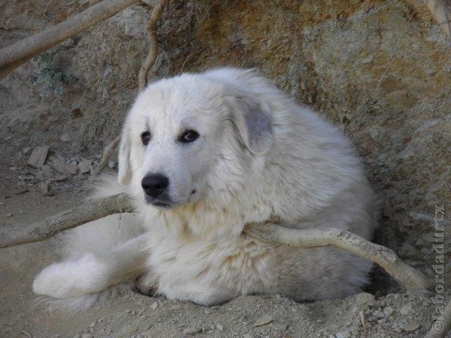 Perro de Montana del Pirineo