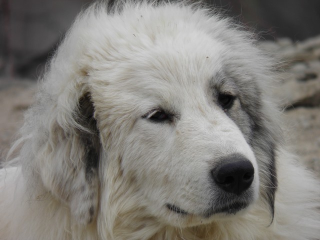 Perro de Montana del Pirineo