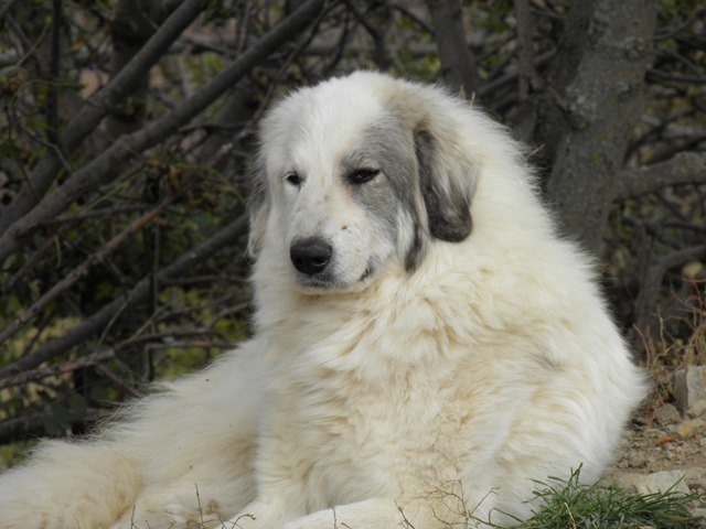 Perro de Montana del Pirineo