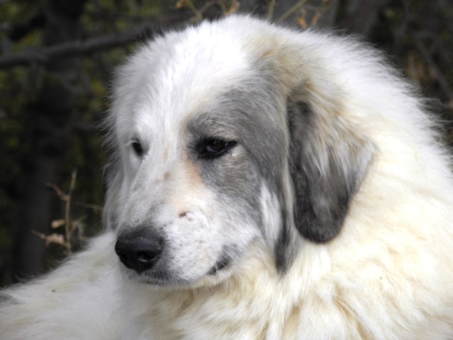 Perro de Montana del Pirineo