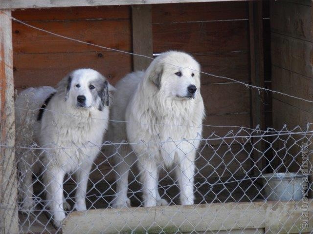 Perro de Montana del Pirineo