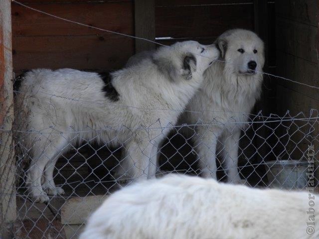 Perro de Montana del Pirineo