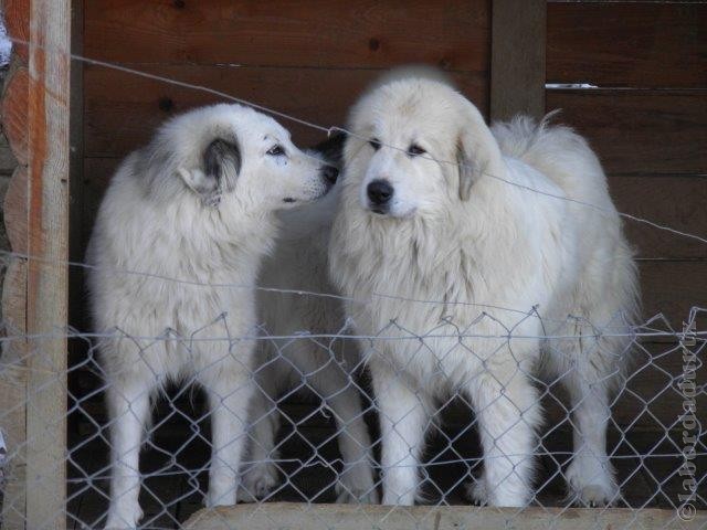 Perro de Montana del Pirineo