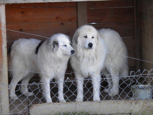 Perro de Montana del Pirineo