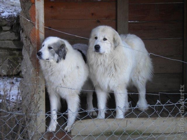 Perro de Montana del Pirineo