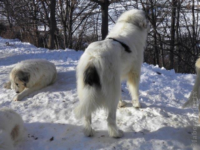 Perro de Montana del Pirineo