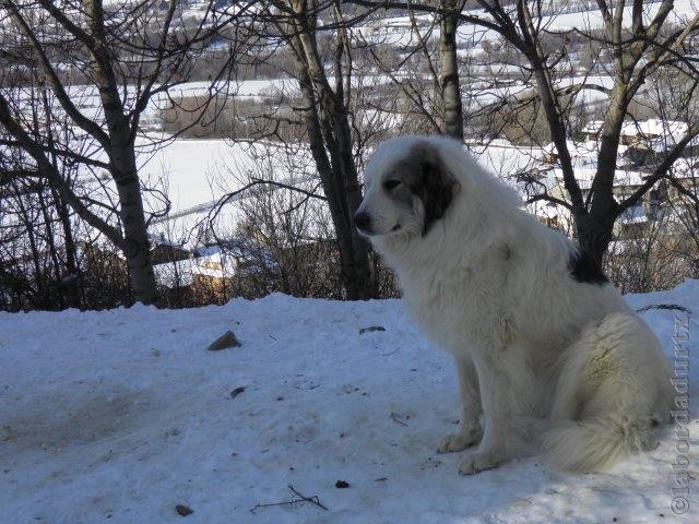 Perro de Montana del Pirineo