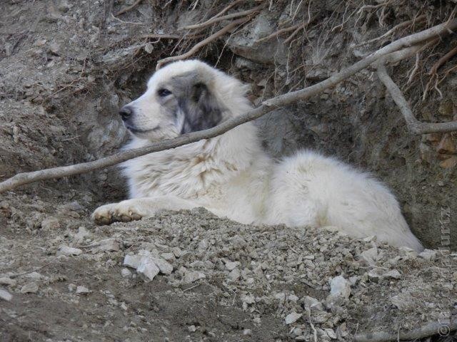 Perro de Montana del Pirineo