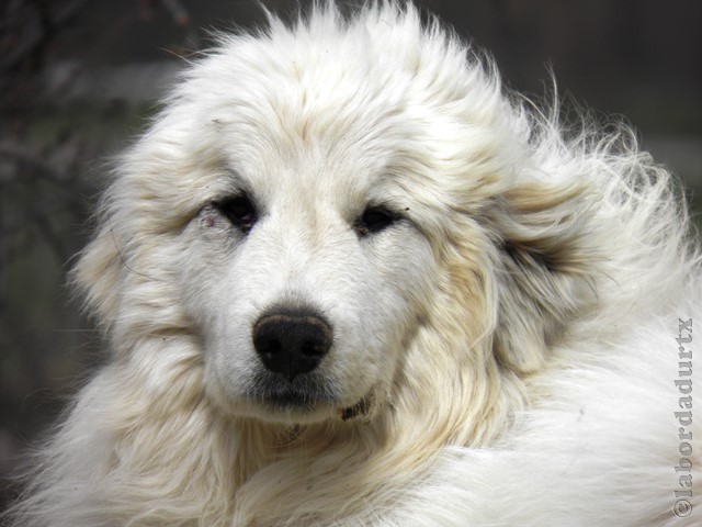 Perro de Montana del Pirineo