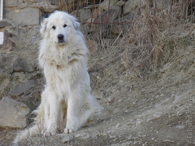 Perro de Montana del Pirineo