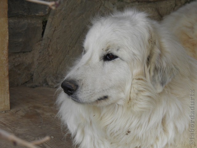 Perro de Montana del Pirineo