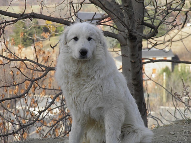 Perro de Montana del Pirineo