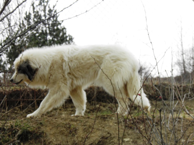 Perro de Montana del Pirineo