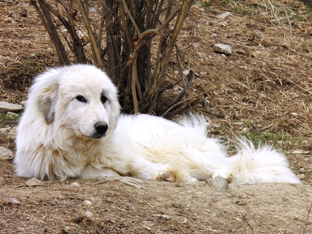 Perro de Montana del Pirineo