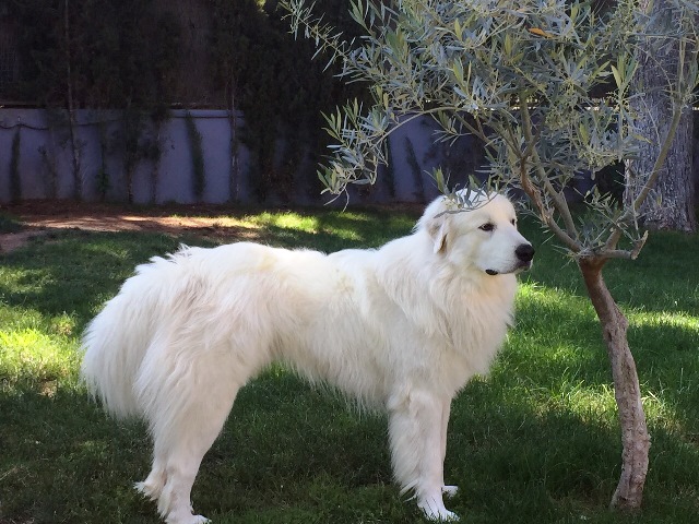 Perro de Montana del Pirineo