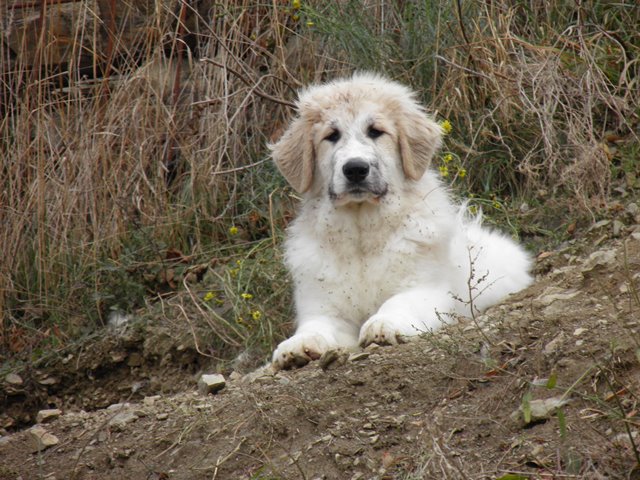 Perro de Montana del Pirineo