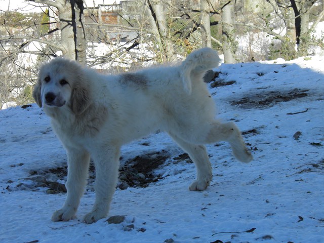 Perro de Montana del Pirineo