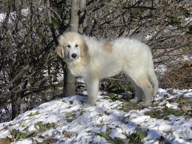 Perro de Montana del Pirineo