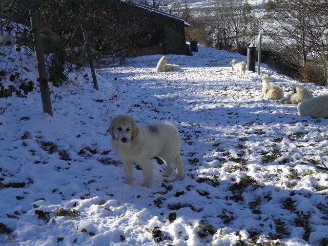 Perro de Montana del Pirineo