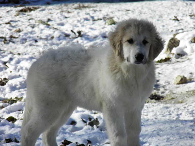 Perro de Montana del Pirineo