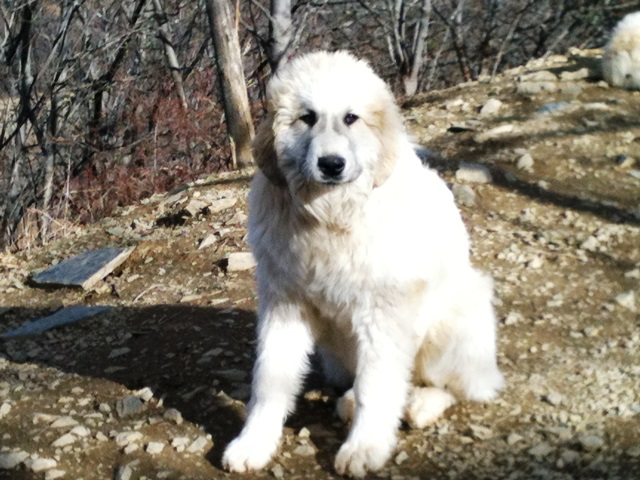 Perro de Montana del Pirineo