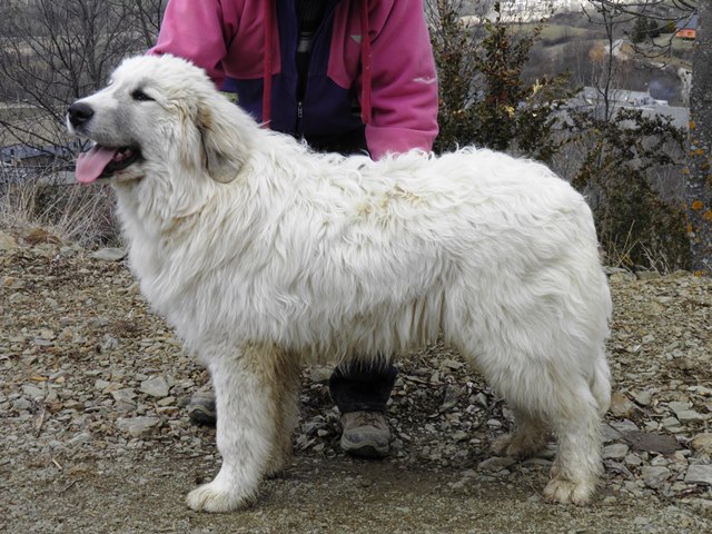 Perro de Montana del Pirineo