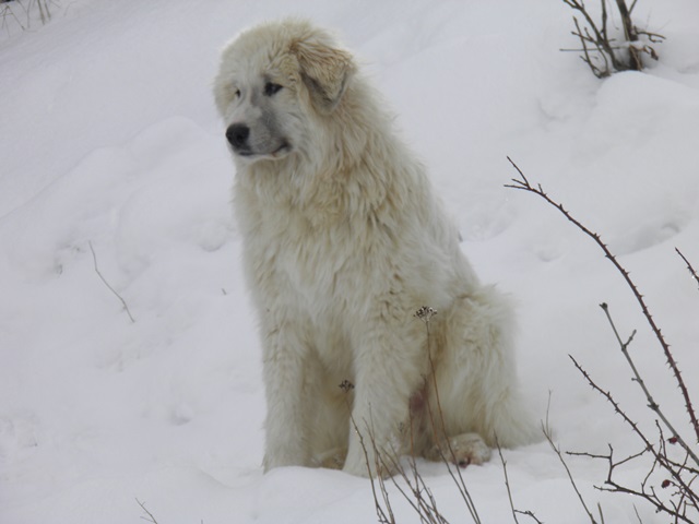 Perro de Montana del Pirineo