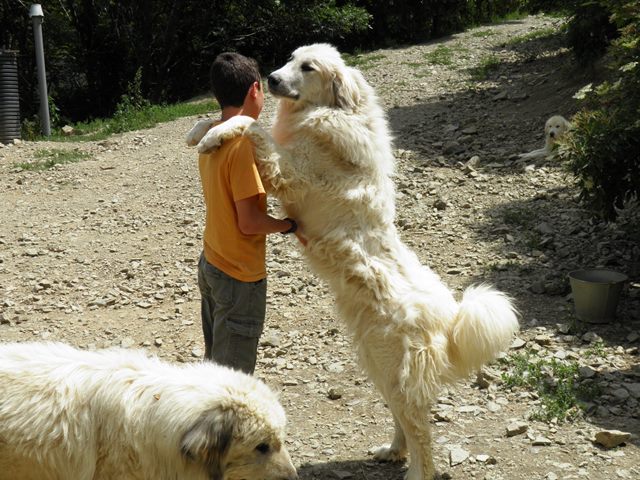 Perro de Montana del Pirineo