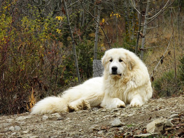 Perro de Montana del Pirineo