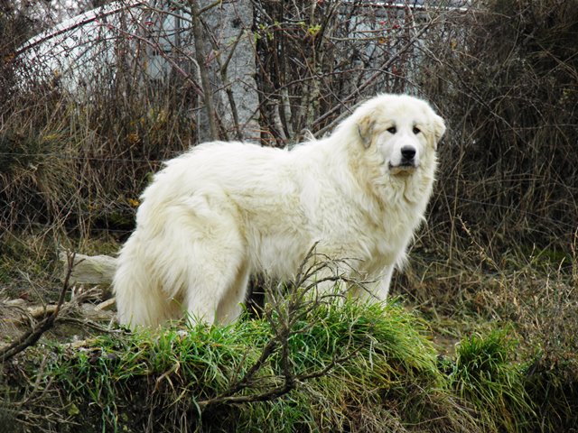 Perro de Montana del Pirineo